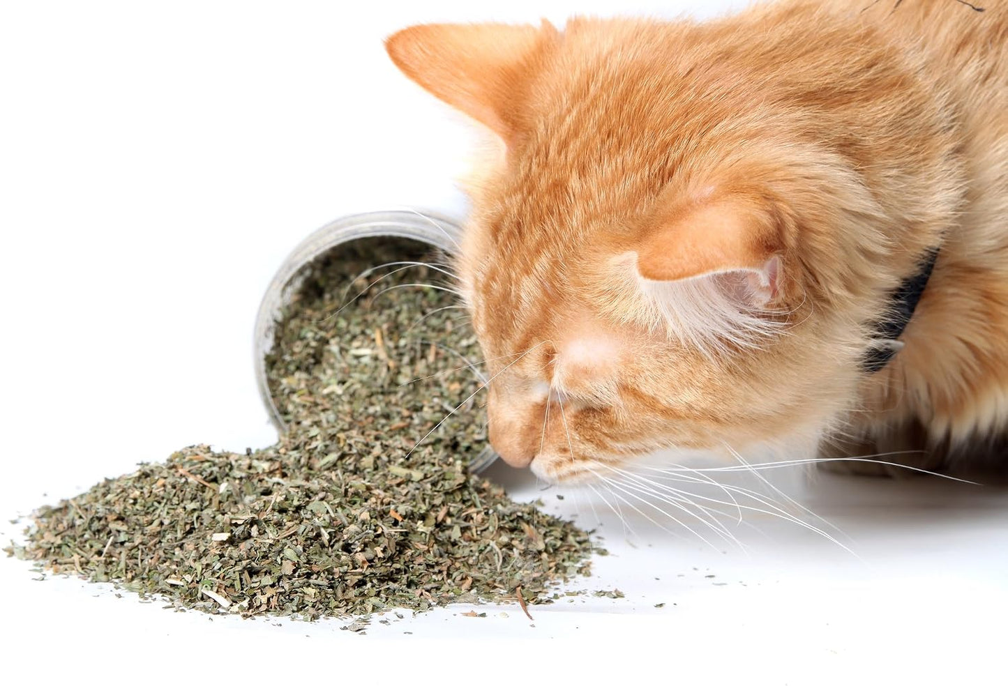 High potency organic catnip blend sprinkled on a cat scratching post