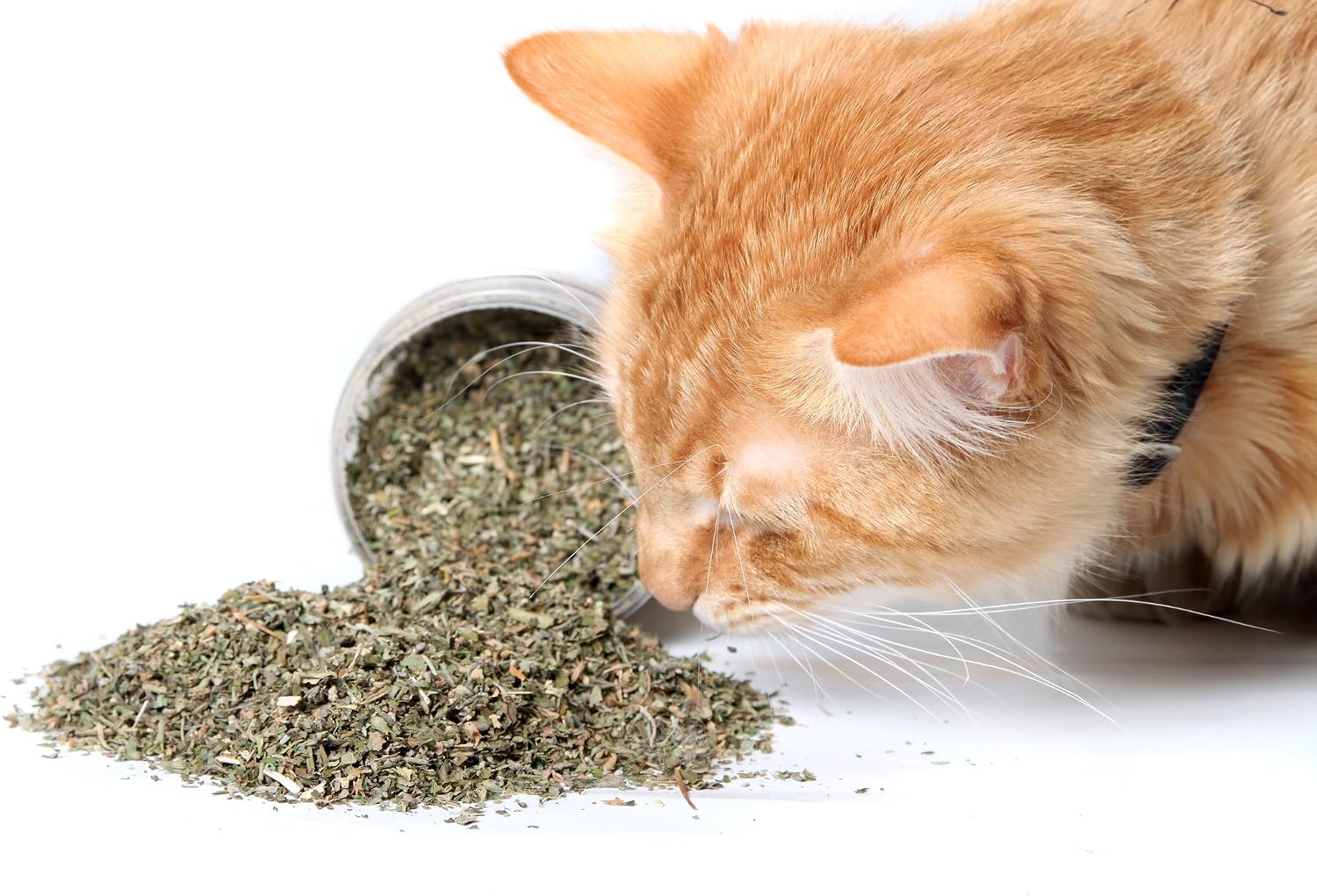 High potency organic catnip blend sprinkled on a cat scratching post