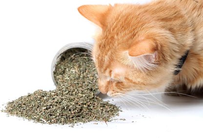 High potency organic catnip blend sprinkled on a cat scratching post
