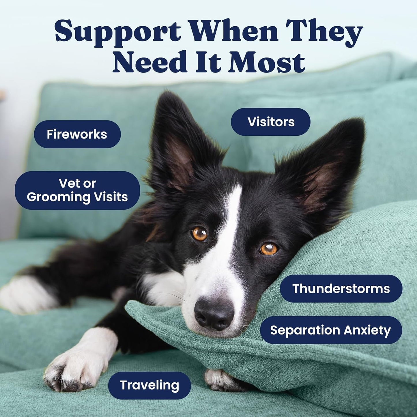 Dog relaxation supplements with melatonin and smoked bacon flavor