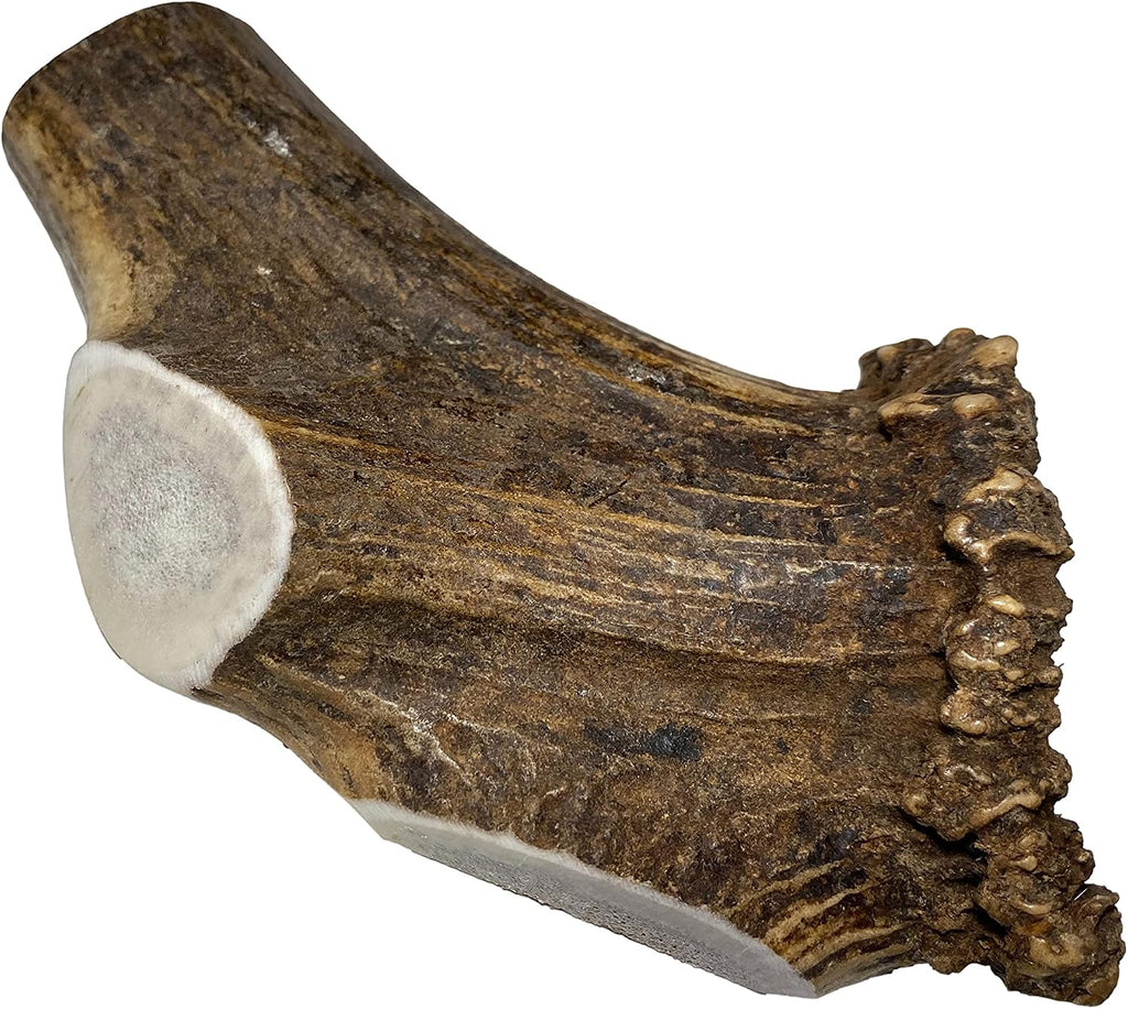 Elkhorn Premium Chews - Elk Antlers for Dogs, X Large (6-10") Split, 1 Pack, All Natural Dog Chew for X Large Dogs, Premium Naturally Shed Antler Bone for Aggressive Chewers, Sourced in the USA - Image 13