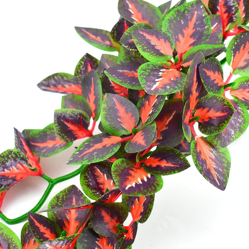 Red speckled terrarium plant variant in the Katumo collection