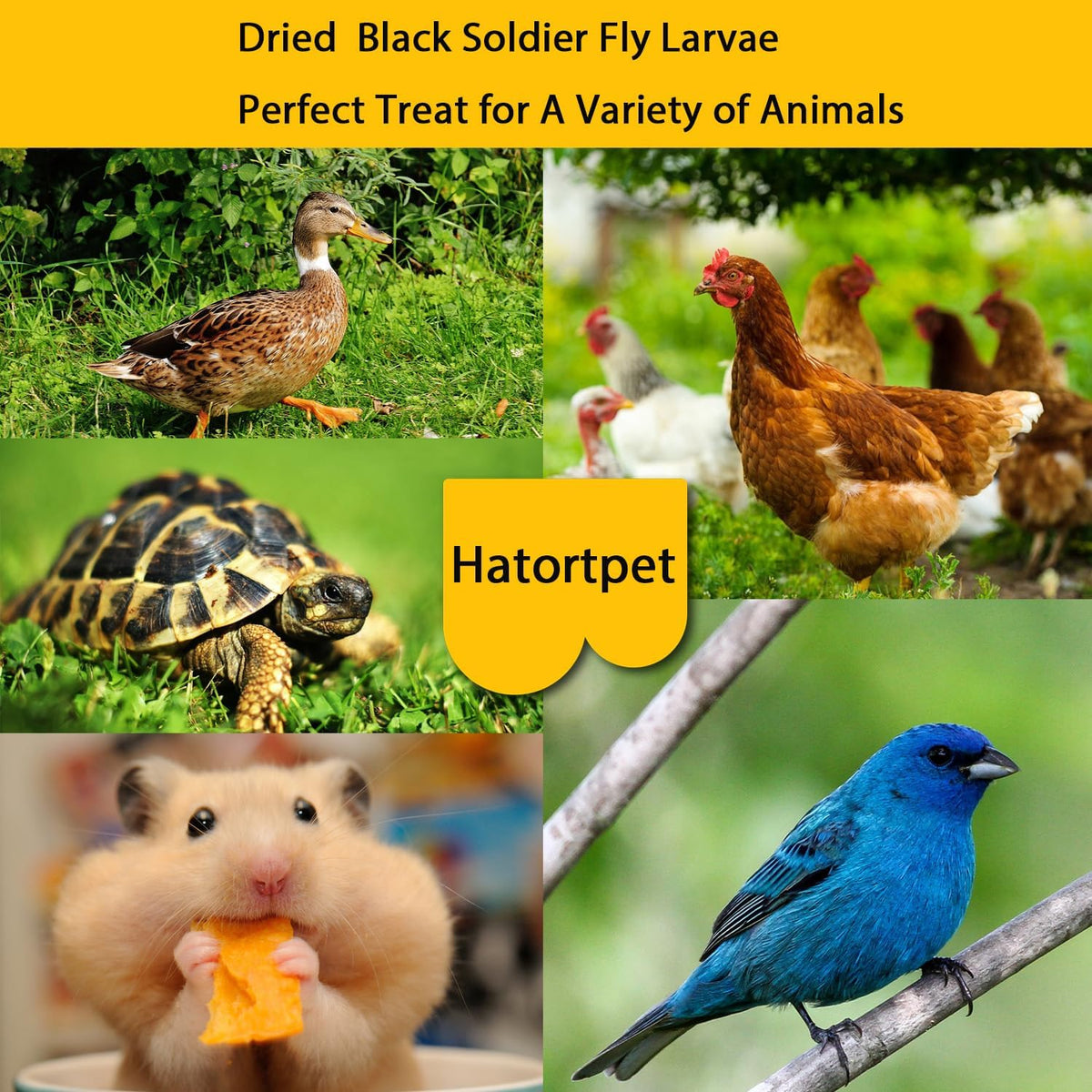 Hatortpet dried black soldier fly larvae bag label view