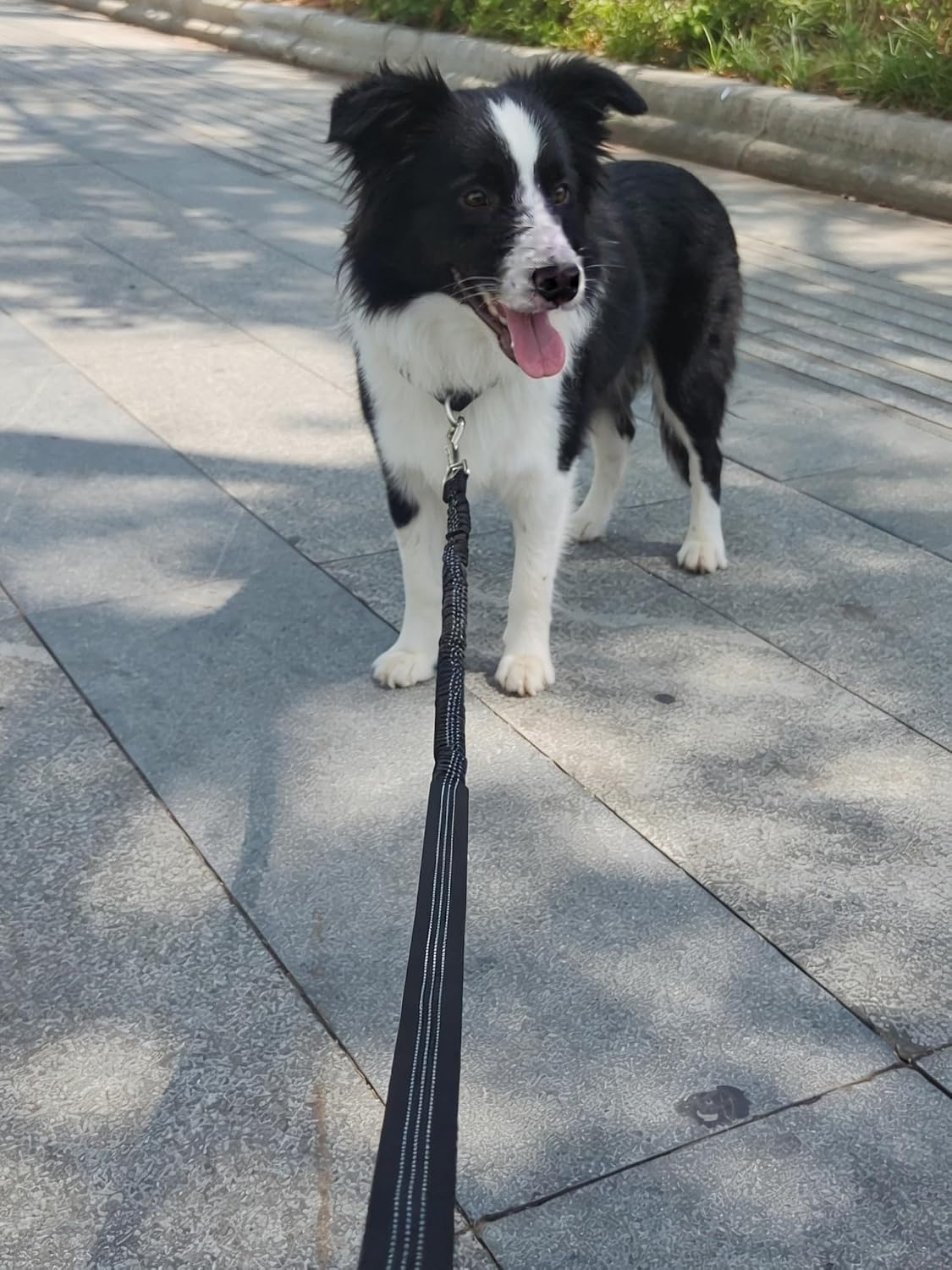 Mycicy weatherproof nylon dog leash laid out flat to show the two centimeter width.