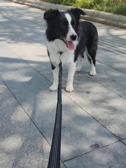 Mycicy weatherproof nylon dog leash laid out flat to show the two centimeter width.