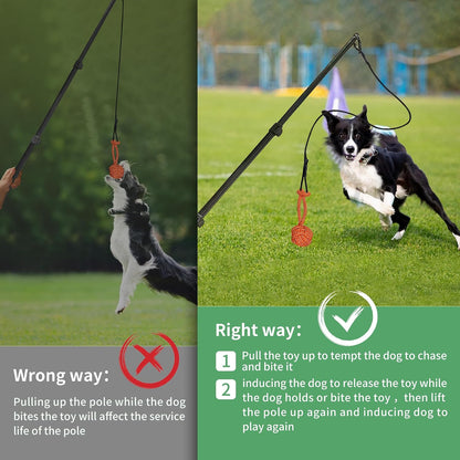 Retractable training pole for dogs demonstrating the three section adjustment mechanism.