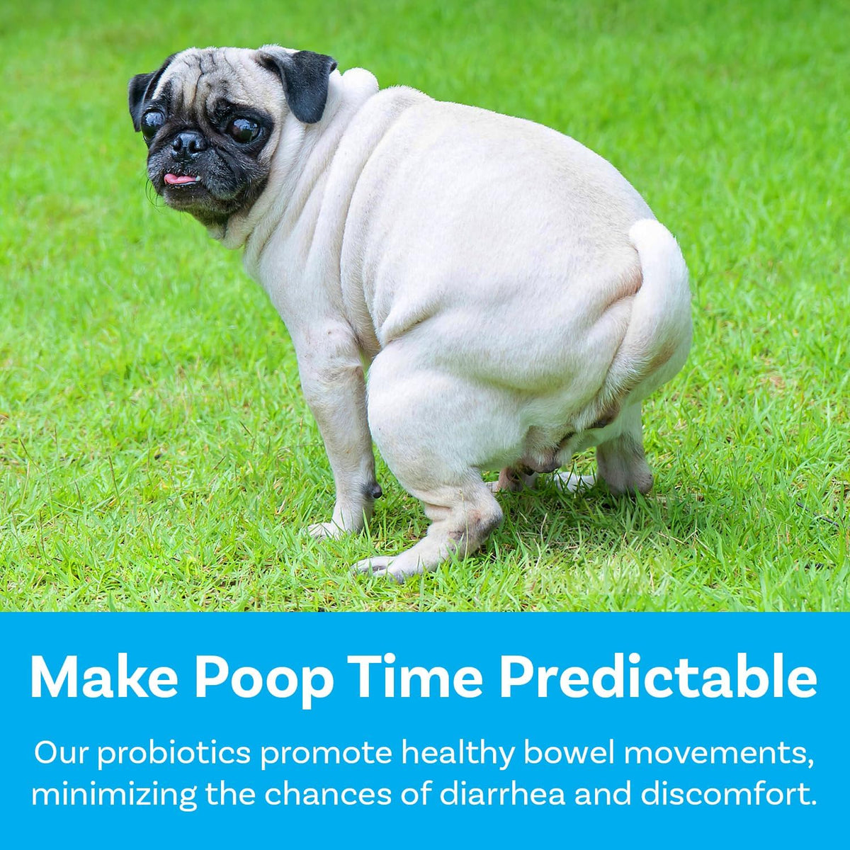 PawSafe USA made puppy and adult dog probiotics for itchy skin allergy support.