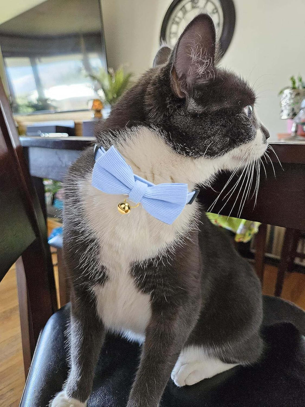 Premium imported YUDOTE soft corduroy kitten collar in blue showing adjustable strap mechanism