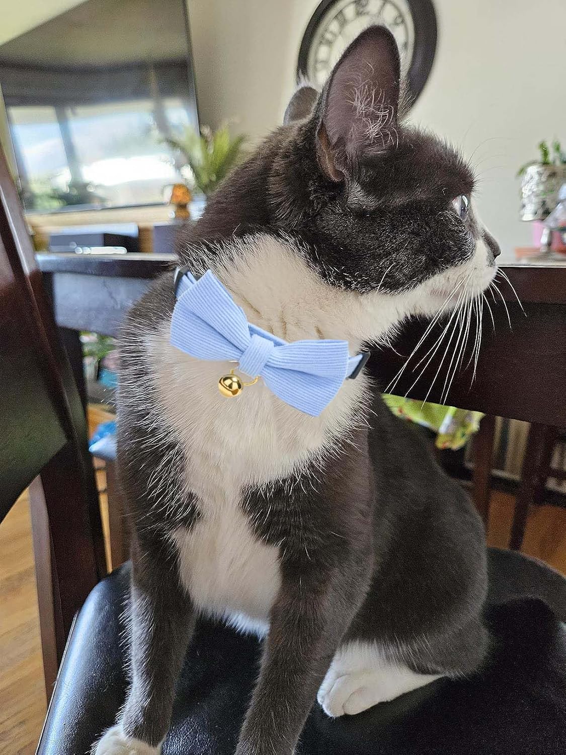 Premium imported YUDOTE soft corduroy kitten collar in blue showing adjustable strap mechanism
