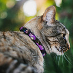 Disney Cheshire Cat tree poses cat collar close up of artwork