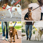 High contrast reactive dog warning sign on leash