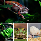 Packaging and included accessories for the reptile heat pad