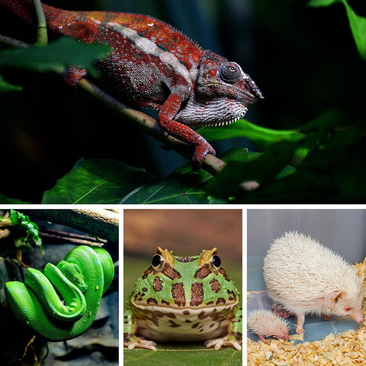 Packaging and included accessories for the reptile heat pad