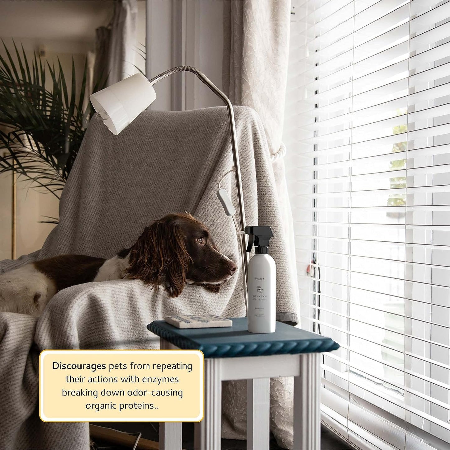 Using Begley's enzyme cleaner on pet urine stains
