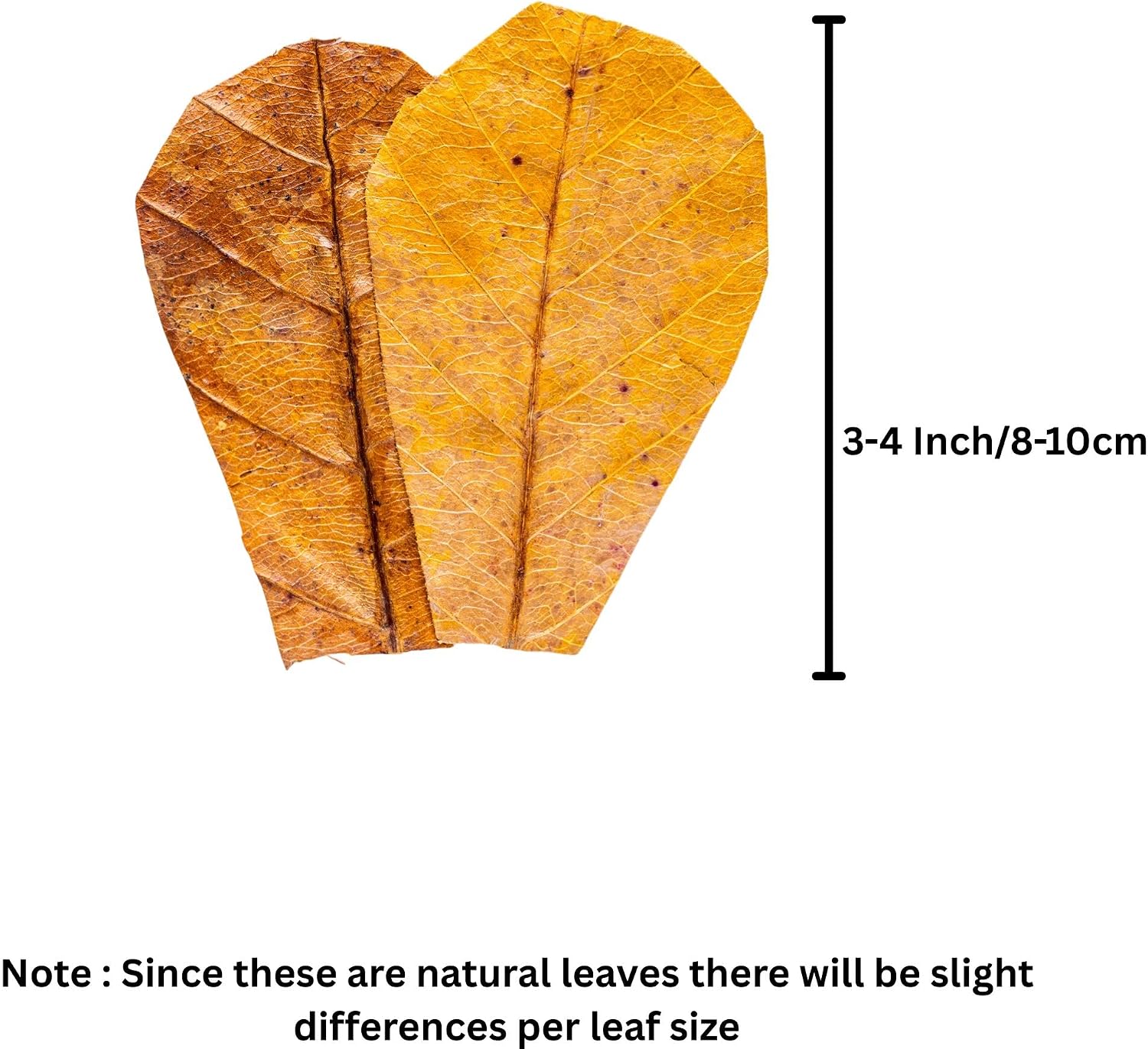 Dried Catappa leaves spread out for aquarium and vivarium usage