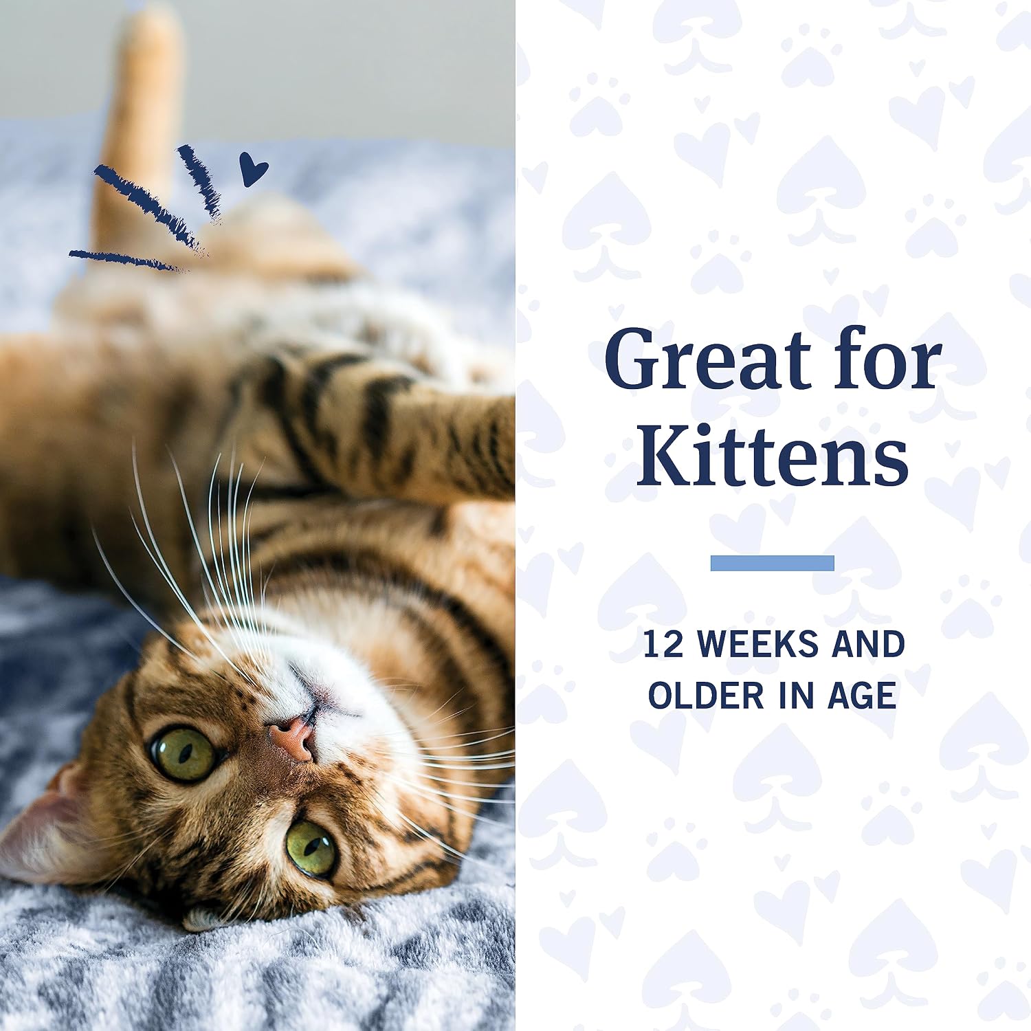 PetArmor medicated flea treatment shampoo for kittens and adult cats