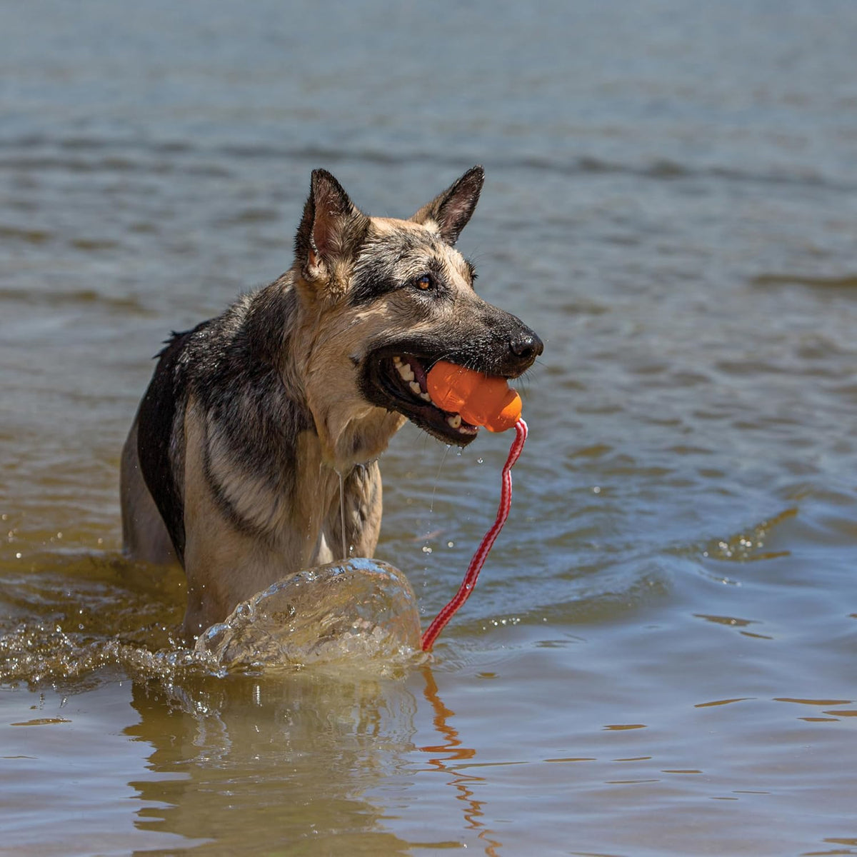 KONG Aqua orange rubber dog toy side profile