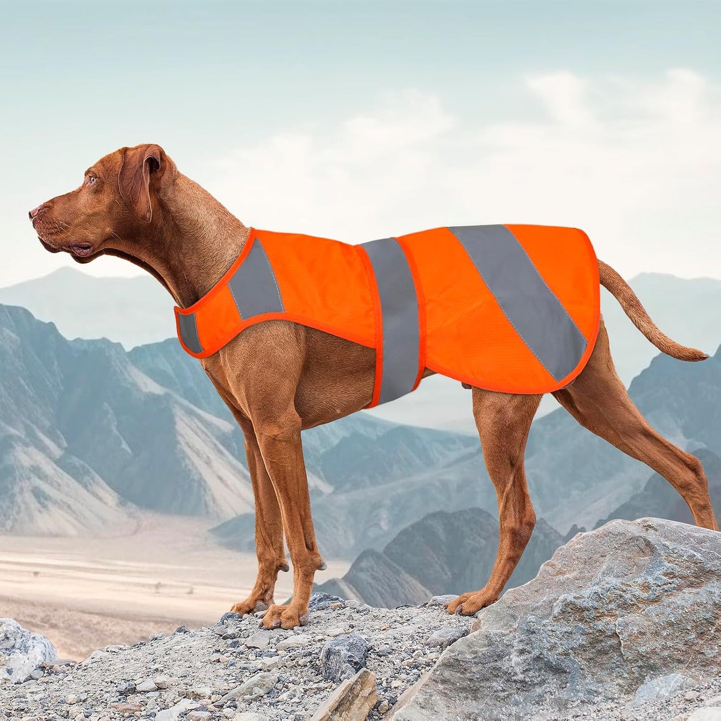 Detailed view of reflective silver strips on dog vest