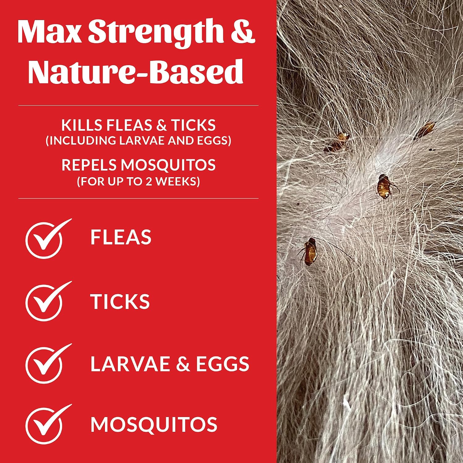 Using Skout's Honor spray on household carpet for pest prevention