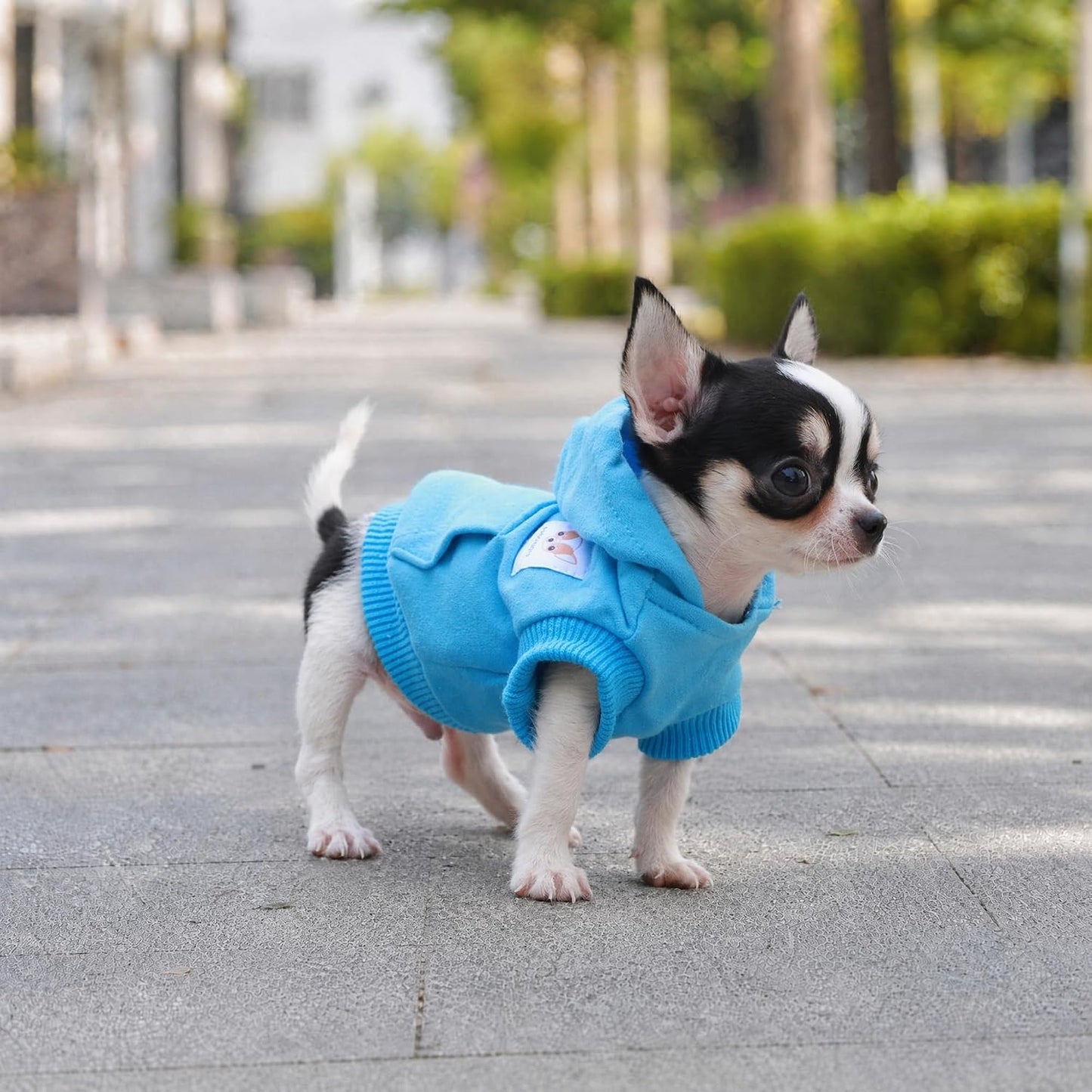 Side profile of small Chihuahua wearing cotton hoodie