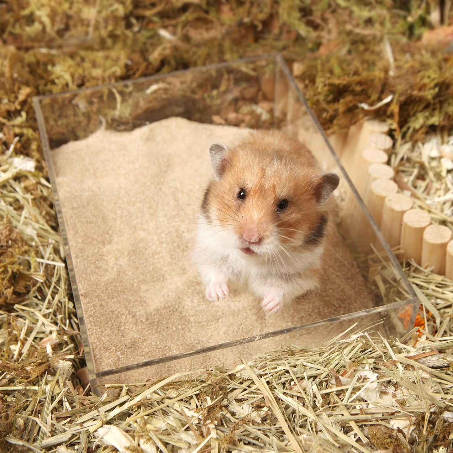Small pet enjoying bath in Bucatstate sand
