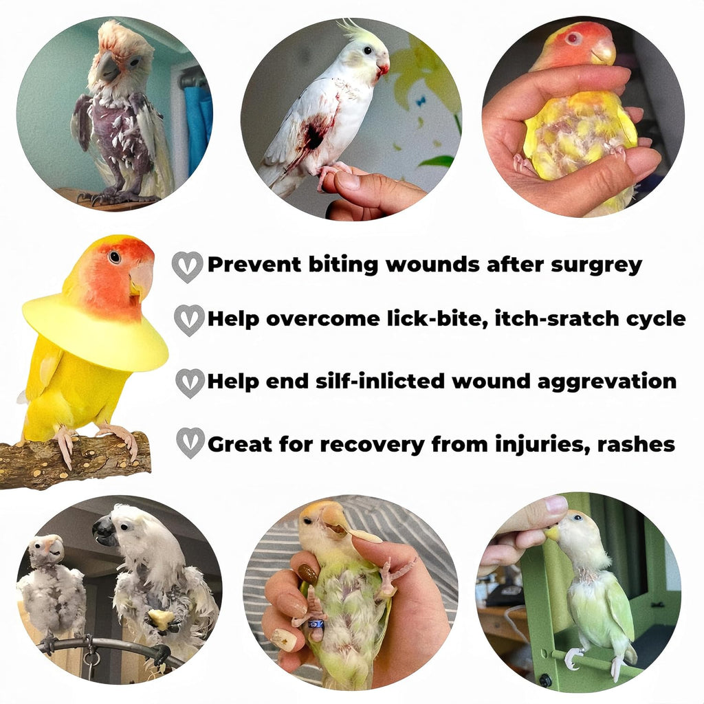 Budgerigar bird wearing a soft lightweight protective cone to prevent feather plucking