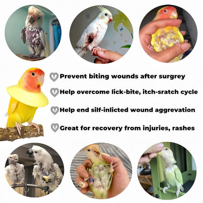 Budgerigar bird wearing a soft lightweight protective cone to prevent feather plucking