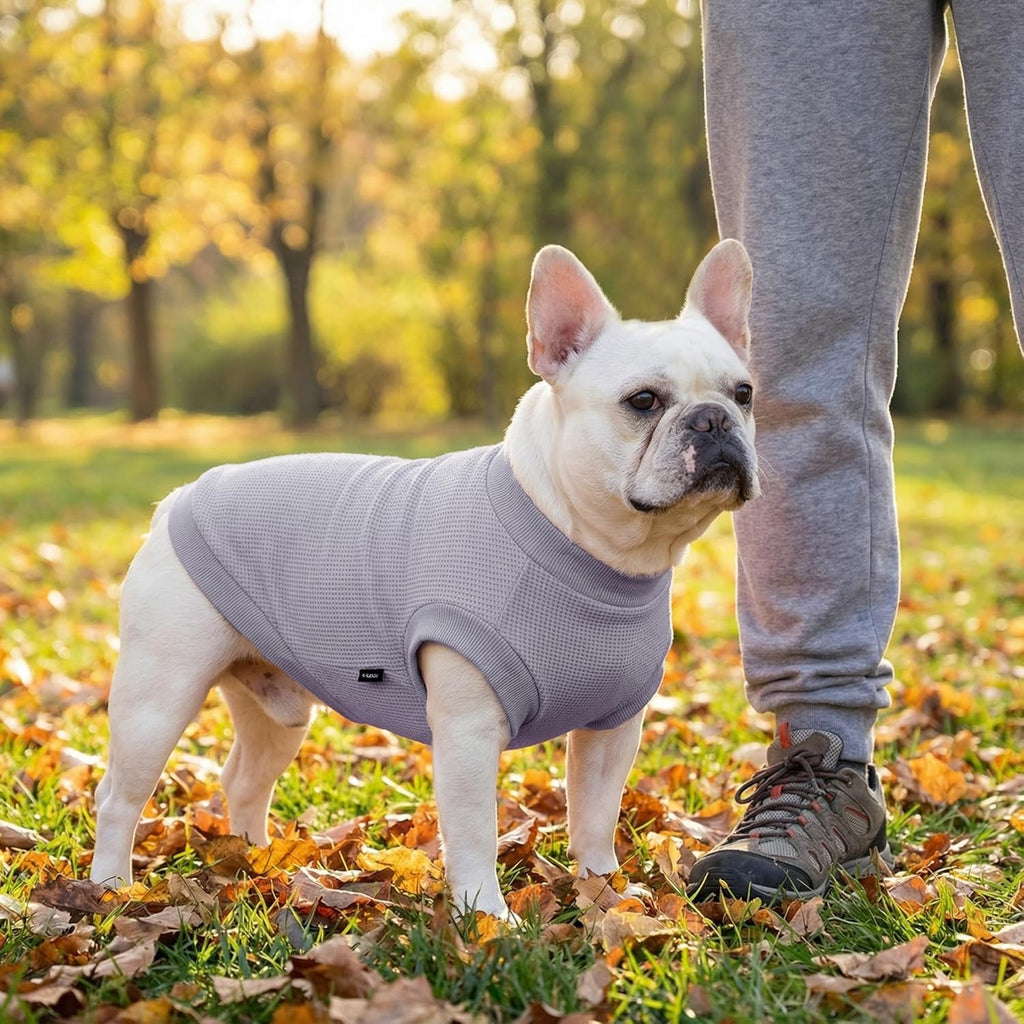 Side view of dog wearing comfortable functional sweatshirt