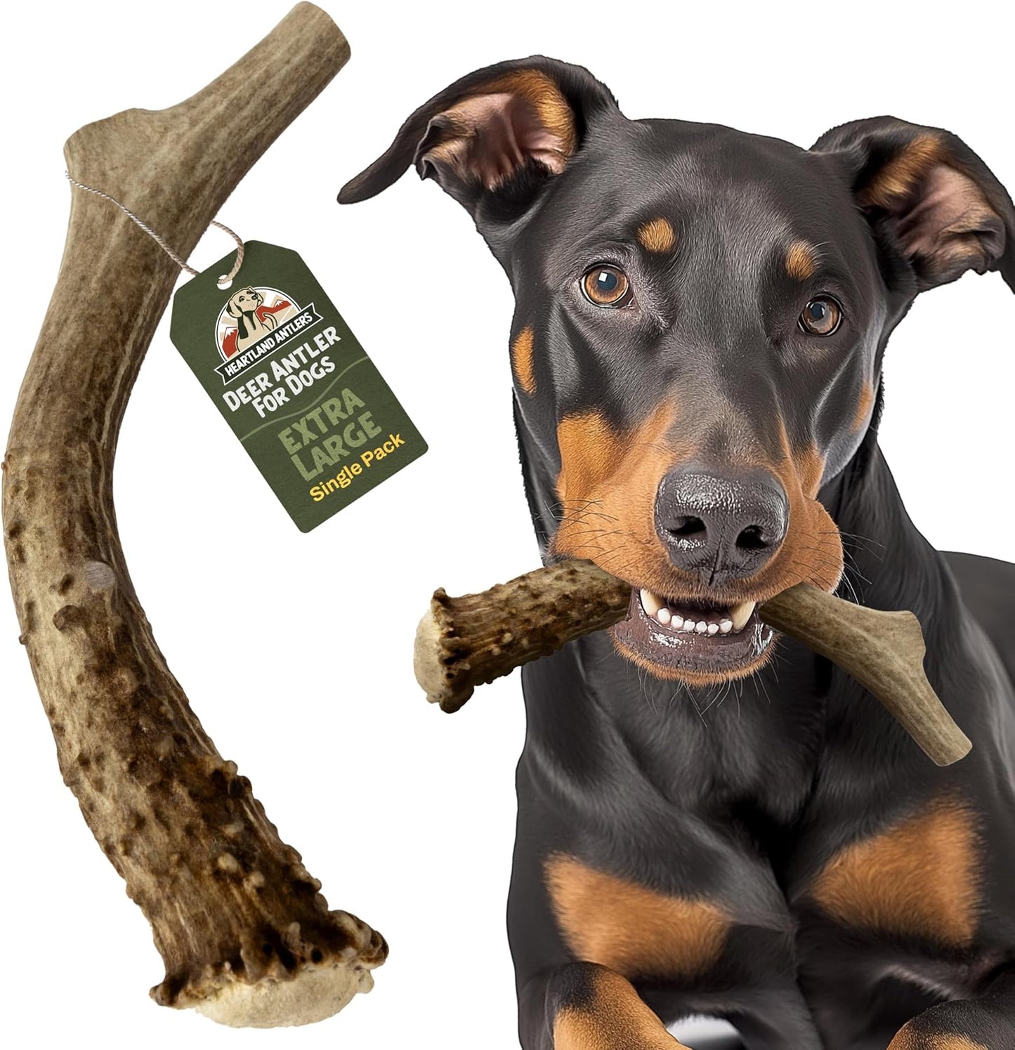 Heartland Antlers Whole Deer Antler for Dogs, Large 6-8 Inch Long Lasting Dog Chew for Aggressive Chewers, Naturally Shed Grade A, USA Sourced, Odor Free, 45-65 lb Breeds, 1-Pack - Image 10