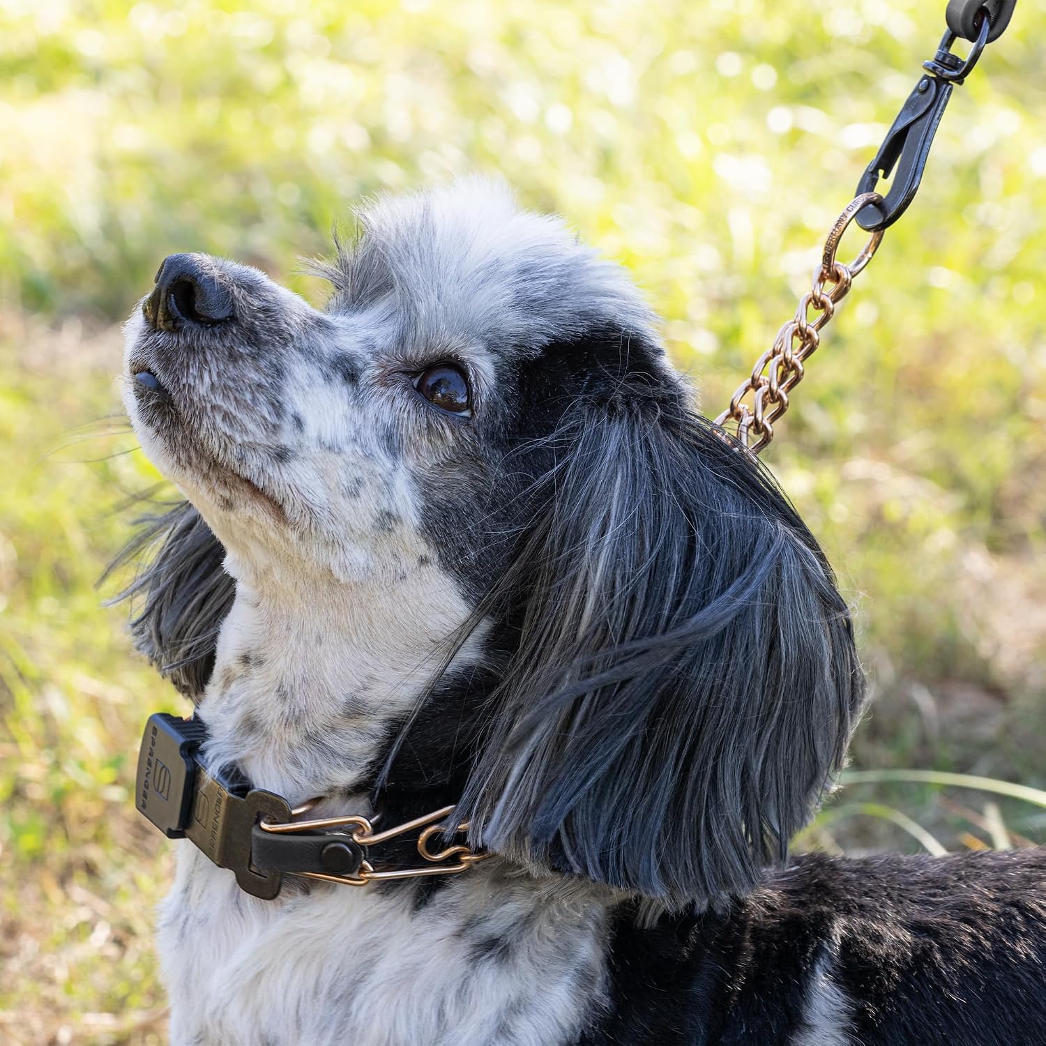 Herm Sprenger premium German engineered dog collar showing the removable link structure for custom neck sizing.