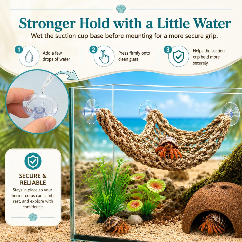 Hercocci hermit crab habitat set arranged in terrarium