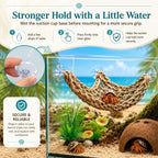 Hercocci hermit crab habitat set arranged in terrarium