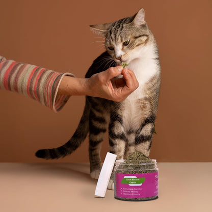 One half cup measurement label on the Shizhoo organic catnip container