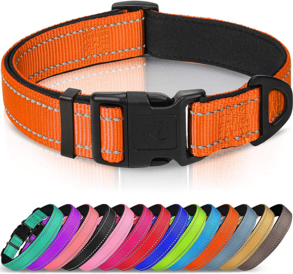 Teal Joytale dog collar on a dog model