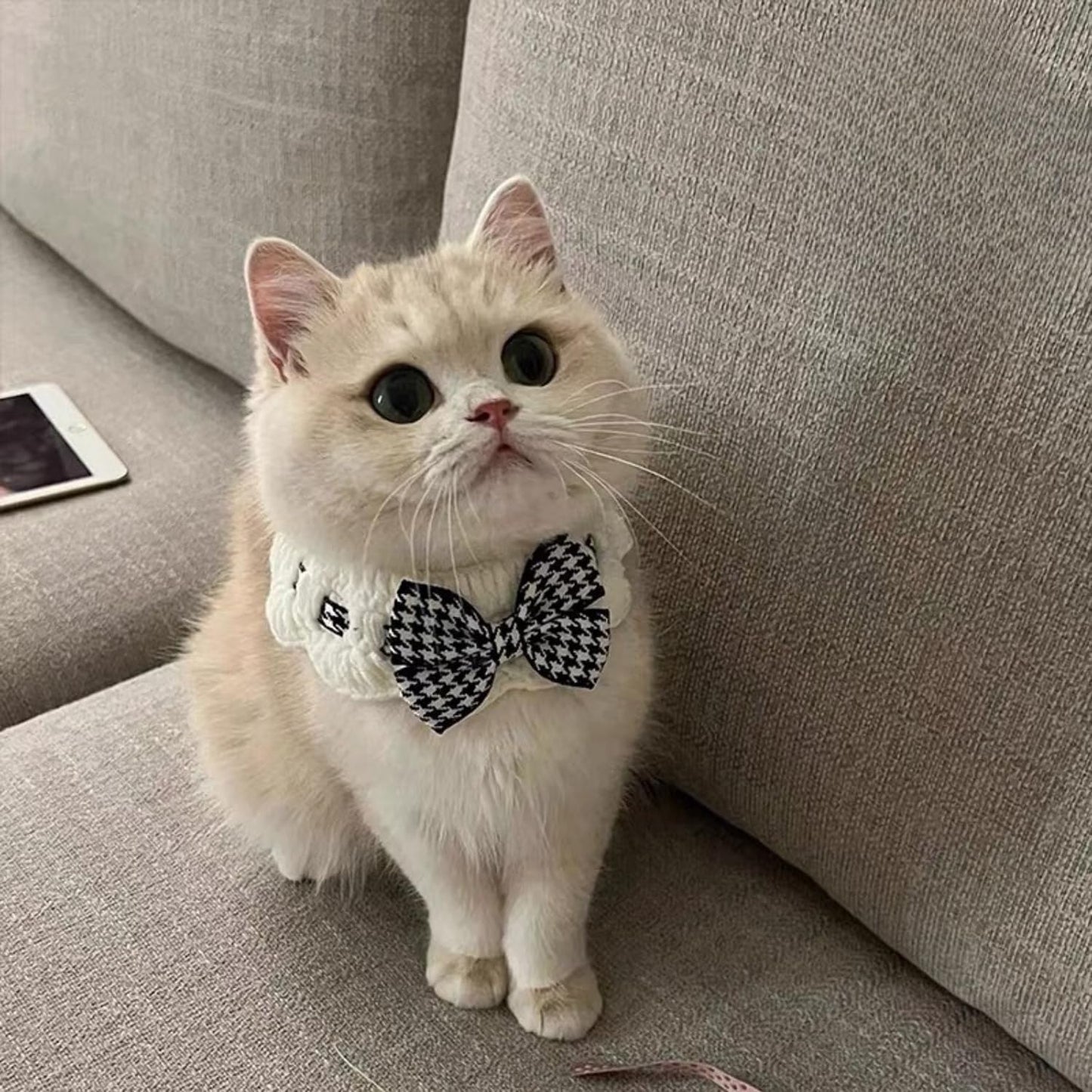 Small pet wearing Jatmira fashion bow tie collar
