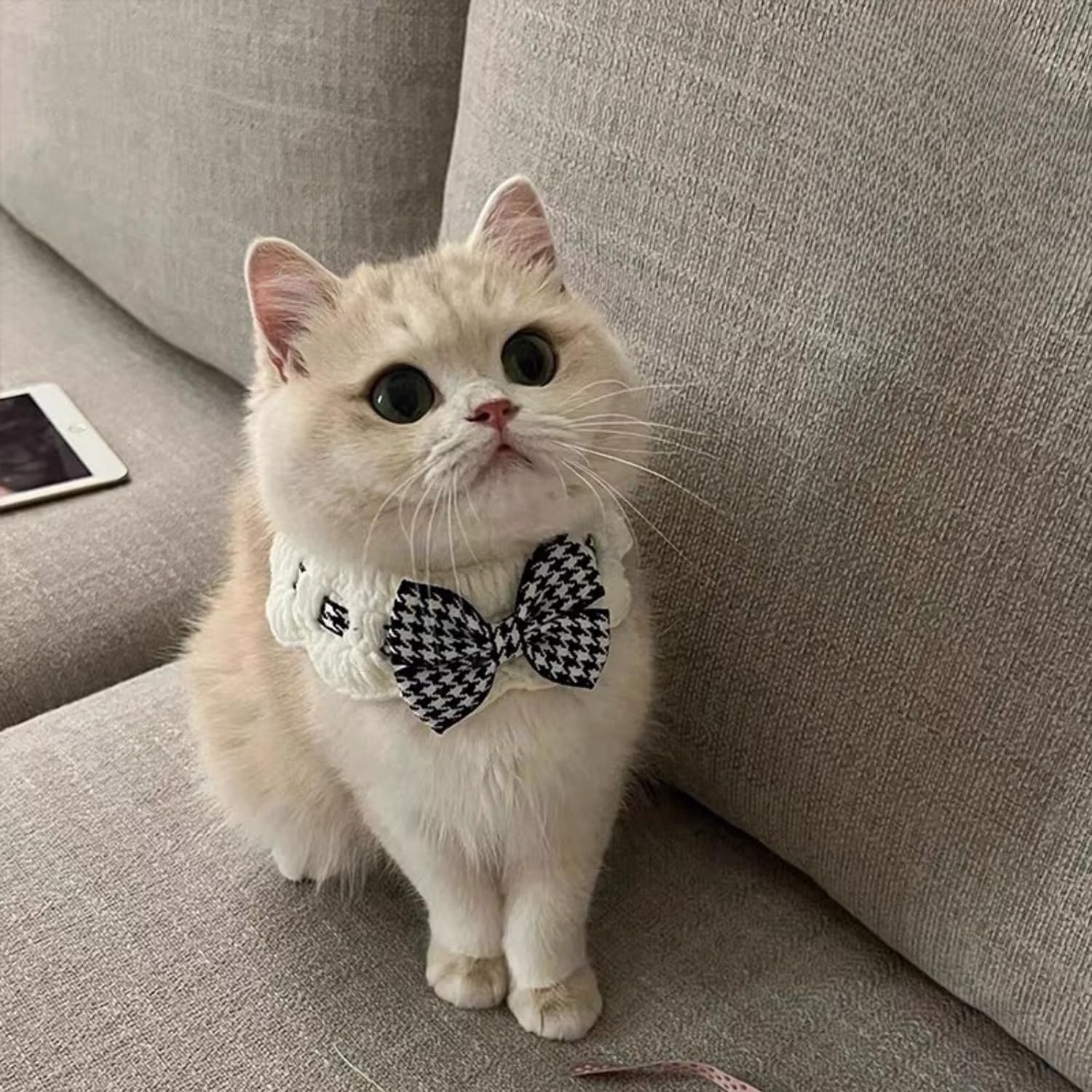 Small pet wearing Jatmira fashion bow tie collar