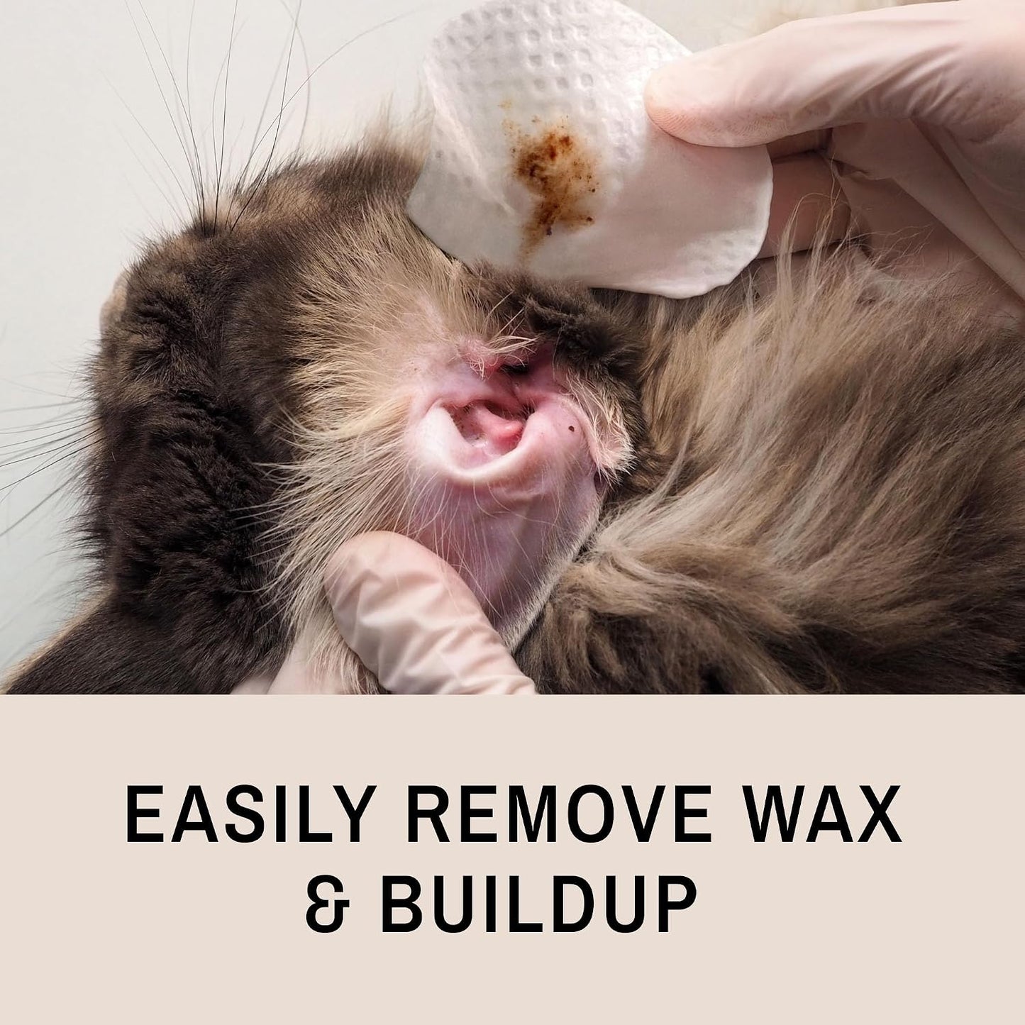 Cat receiving ear cleaning with Eye Envy fresh wipes