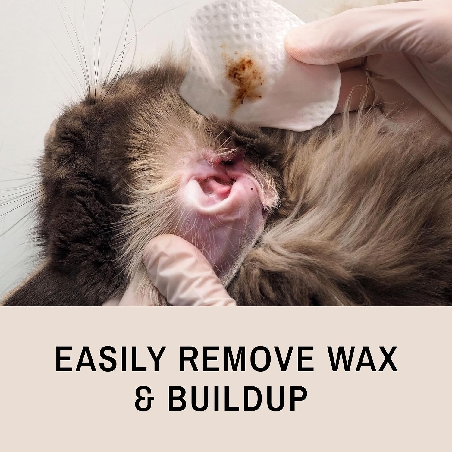 Cat receiving ear cleaning with Eye Envy fresh wipes