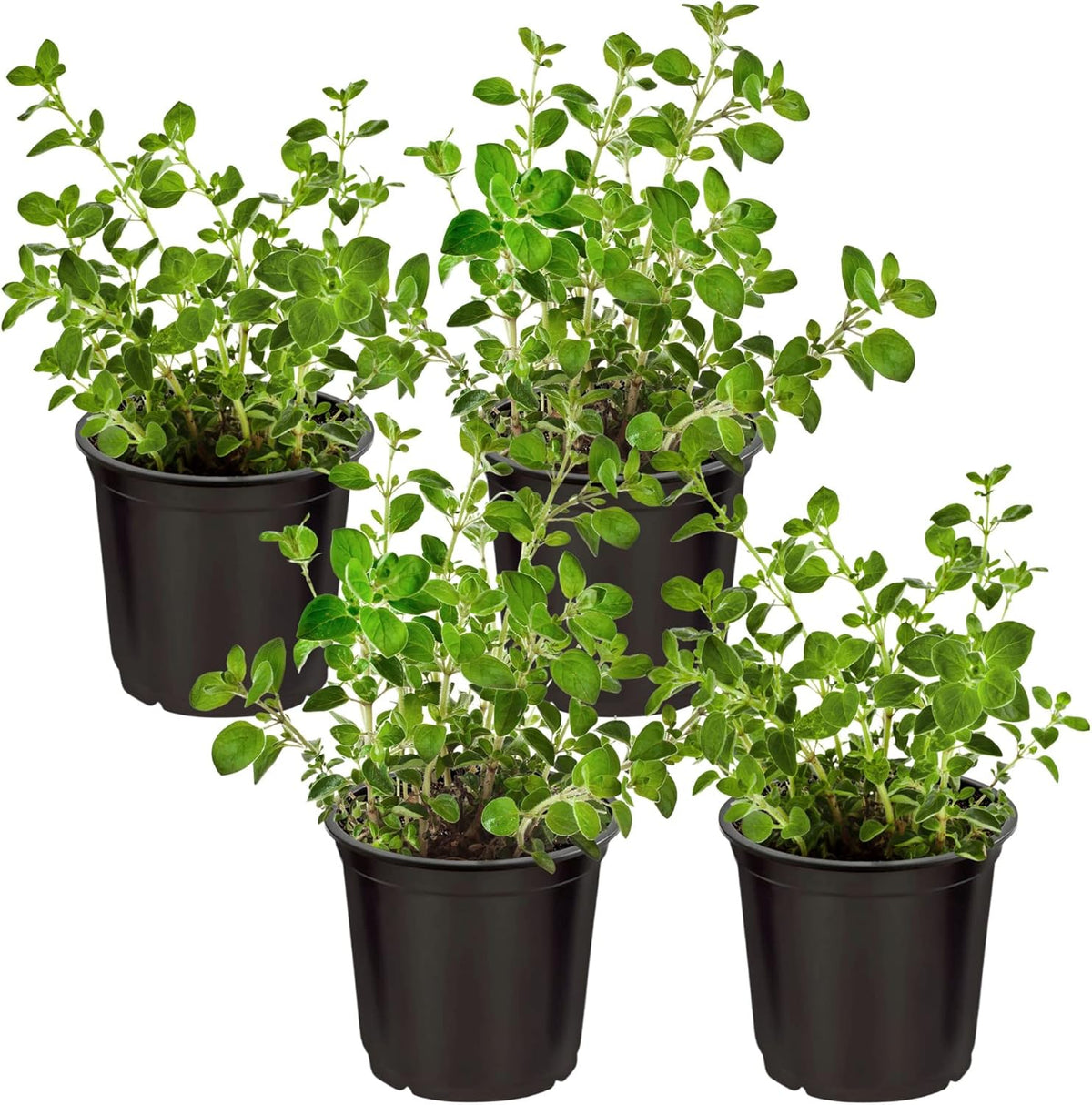 Authentic live catnip herb setup showing safe organic plants for indoor cats