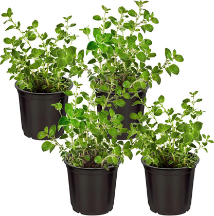 Authentic live catnip herb setup showing safe organic plants for indoor cats