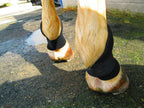 Equipro horse boots laid flat illustrating the one size fits most design and durable protective build.