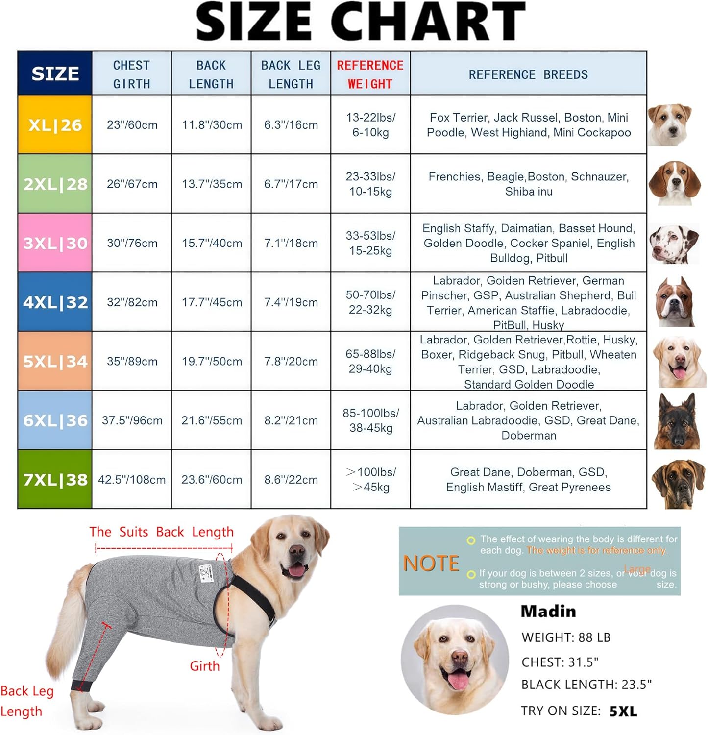 Soft stretchy dog recovery pants protecting rear leg and hip wounds.