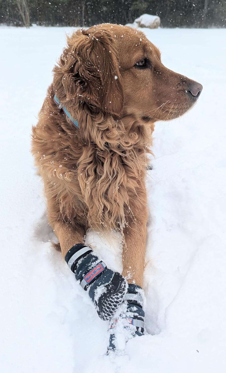Bark Brite New All Terrain All Weather Neoprene Dog Shoe (Stone Blue, Small) - Image 9