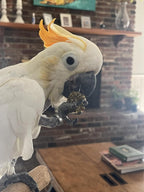 Harrison's Bird Foods Nuggies - Tasty Organic Baked Seed Clusters, 196g - Image 3
