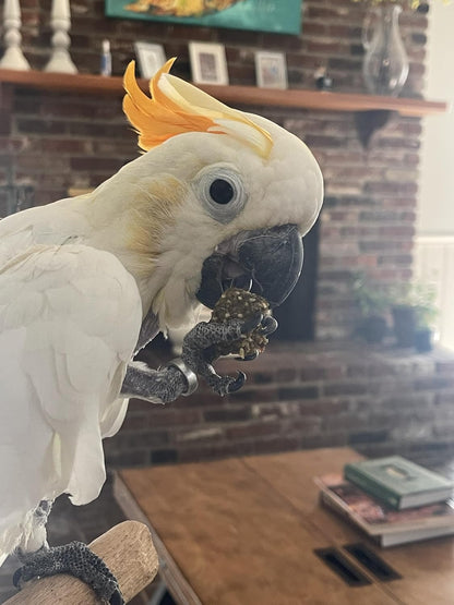 Small to medium bird healthy treat snacks