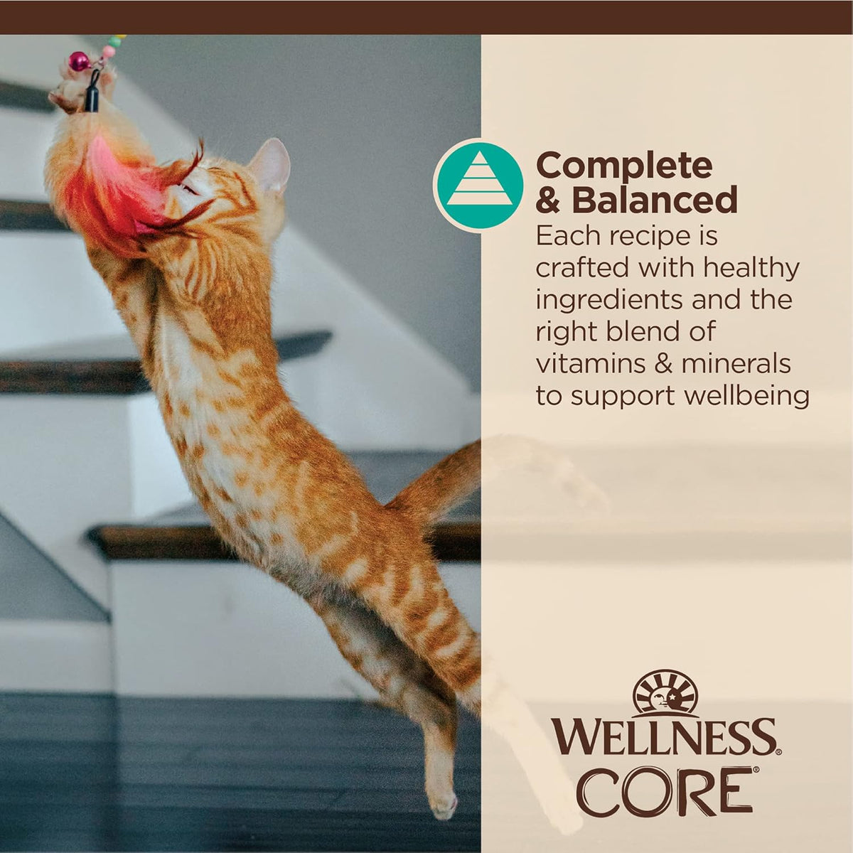 Pack of twelve single serve premium adult wet cat food pouches packaging layout