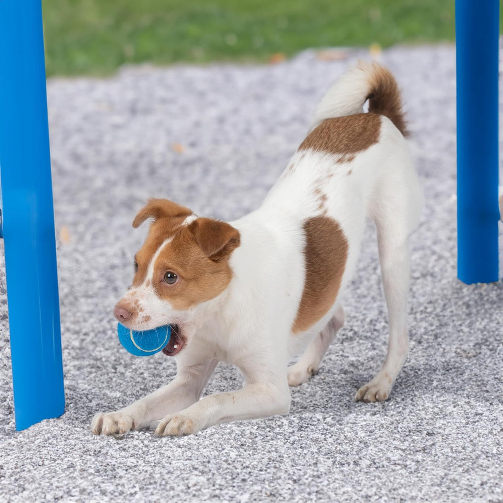 Best Pet Supplies interactive toy set in retail packaging