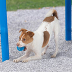 Best Pet Supplies interactive toy set in retail packaging