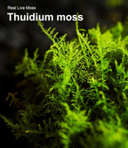Luckyrunes live moss sealed packaging bag details