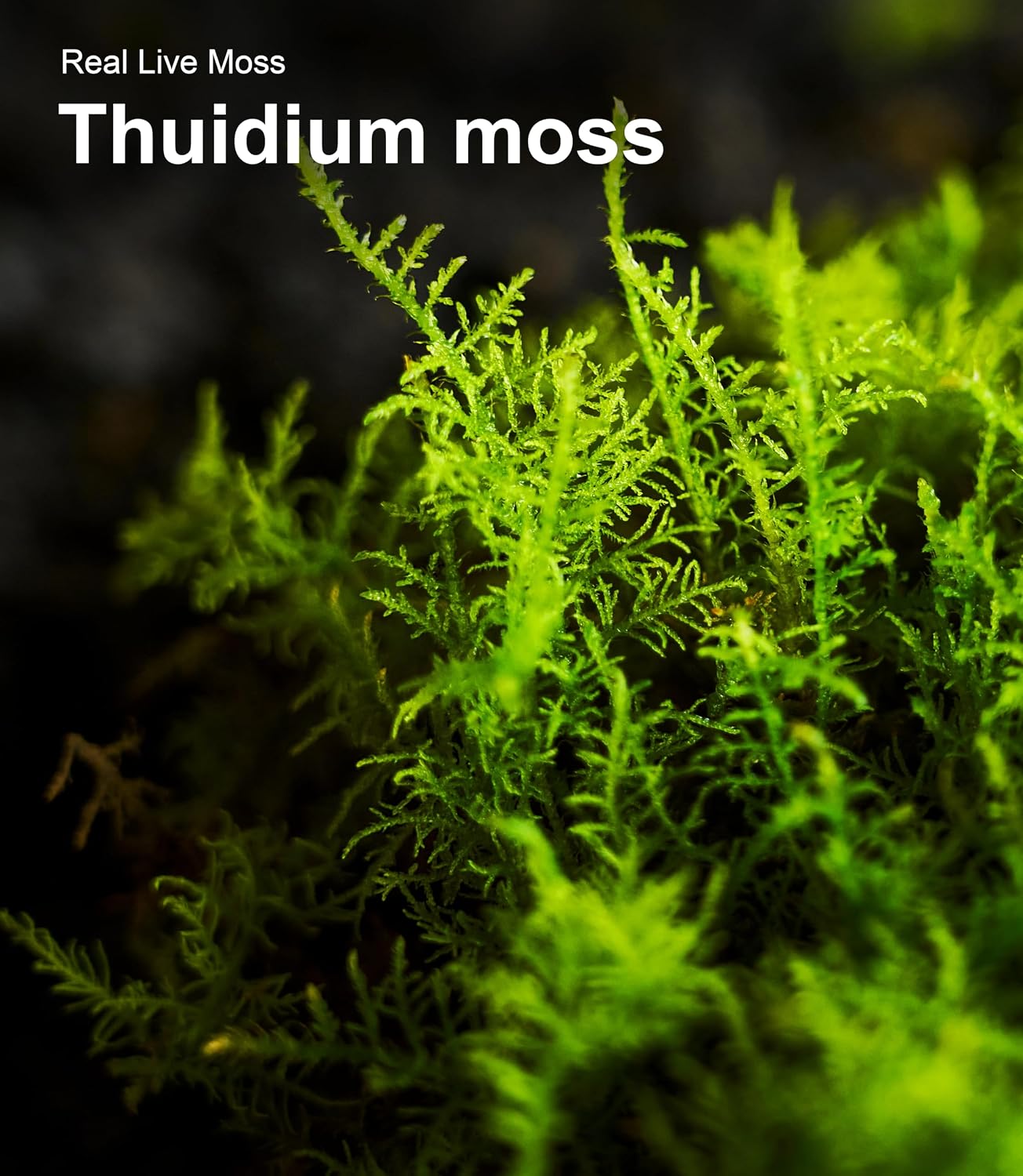 A pair of hands dividing a piece of live sheet moss to place into a miniature fairy garden project.